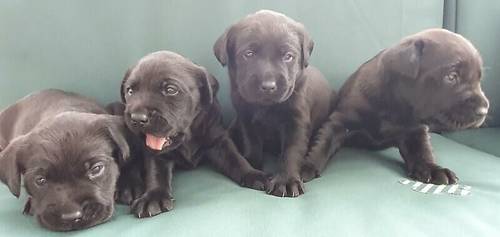 K.C reg Labrador puppies available for sale in Exeter Business Park - Image 1