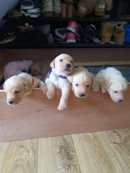 K.C reg Labrador puppies available for sale in Exeter Business Park - Image 3