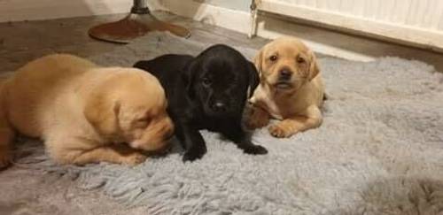 K.C reg Labrador puppies available for sale in Exeter Business Park - Image 4