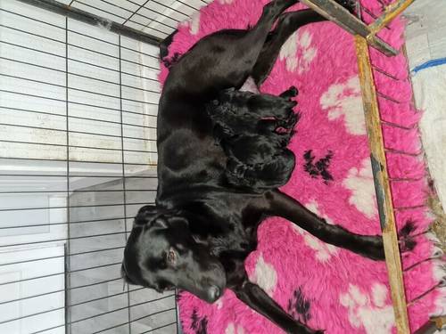 Labrador puppies for sale in High Etherley, County Durham - Image 1