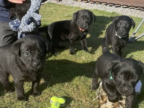 Labrador Puppies For Sale in Crathie, Highland - Image 1