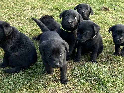 Labrador Puppies For Sale in Crathie, Highland - Image 2