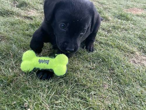 Labrador Puppies For Sale in Crathie, Highland - Image 3