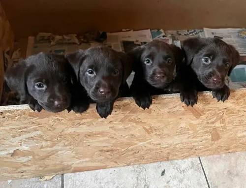 Labrador puppies ready 7 May *ONLY 2 LEFT* for sale in Dunnington, North Yorkshire - Image 1