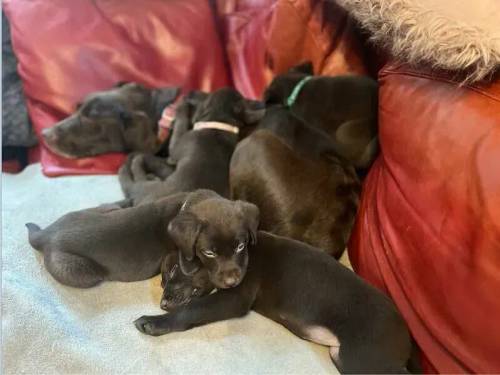 Labrador puppies ready 7 May *ONLY 2 LEFT* for sale in Dunnington, North Yorkshire - Image 2