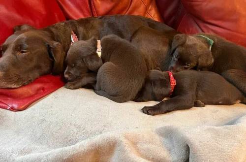 Labrador puppies ready 7 May *ONLY 2 LEFT* for sale in Dunnington, North Yorkshire - Image 3