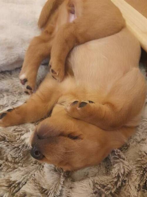 Homebred Fox Red/ dark yellow female Labrador Puppy Ready to view now. for sale in Cranbrook, Redbridge, Greater London - Image 2