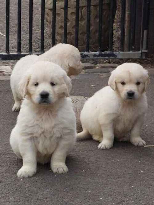 GORGEOUS 5TH GEN KC GOLDEN RETRIEVER PUPS for sale in Bristol - Image 1