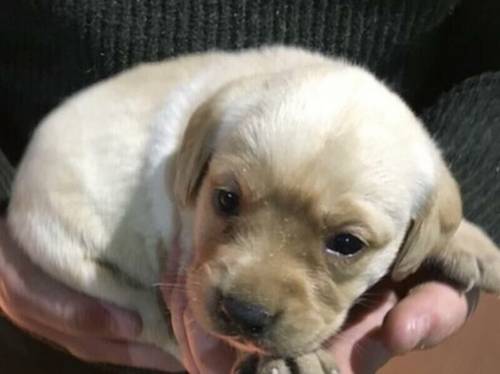 Yellow Labrador puppies for sale in Leeholme, County Durham - Image 3