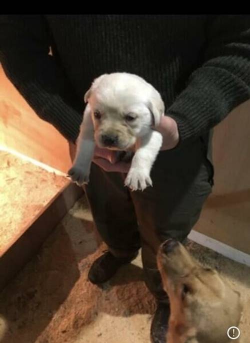 Yellow Labrador puppies for sale in Leeholme, County Durham - Image 4