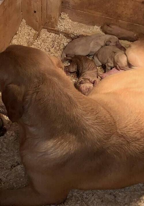 Yellow Labrador puppies for sale in Leeholme, County Durham - Image 5