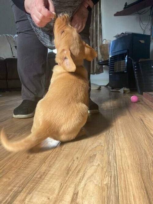 Gorgeous Labrador puppies 4 available for sale in Cardiff - Image 1