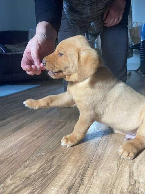 Gorgeous Labrador puppies 4 available for sale in Cardiff - Image 4