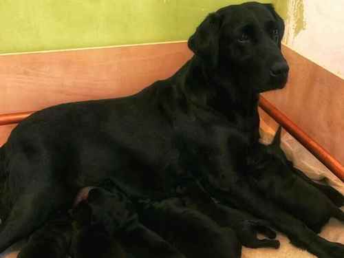 KC registered black Labrador puppies for sale in Ibstock, Leicestershire - Image 1