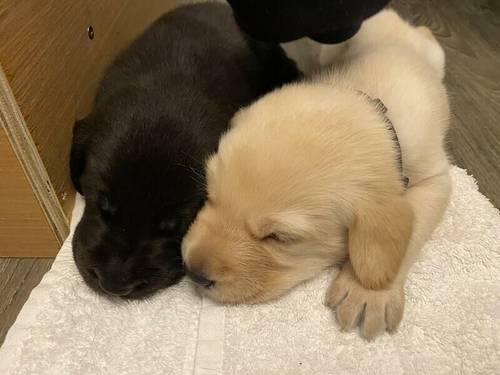 4 lab puppies looking for forever homes for sale in Private - Image 2