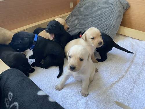 4 lab puppies looking for forever homes for sale in Private - Image 4