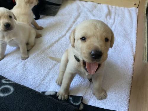 4 lab puppies looking for forever homes for sale in Private - Image 5