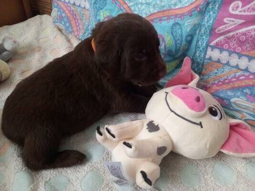 KC Chocolate Labradors Puppies for Sale in Manchester, Greater Manchester - Image 2