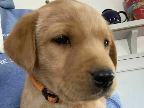 Labrador puppies for sale in Weymouth, Dorset - Image 1