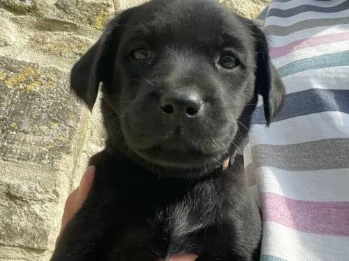 Labrador puppies for sale in Weymouth, Dorset - Image 2