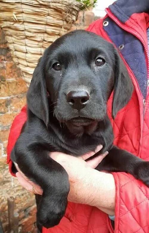 KC Reg Pedigree Labrador Retriever pup for sale in Sandbach, Cheshire - Image 2