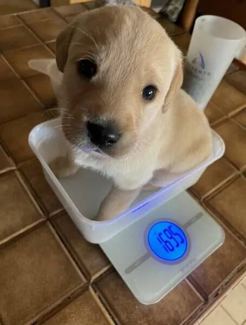 Black and yellow/white KC registered Labrador puppies for sale in Pulham Market, Norfolk - Image 1