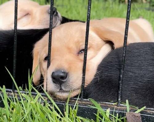 Black and yellow/white KC registered Labrador puppies for sale in Pulham Market, Norfolk - Image 2