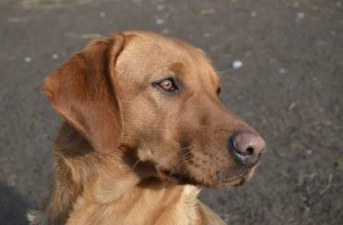 Black and yellow/white KC registered Labrador puppies for sale in Pulham Market, Norfolk - Image 3