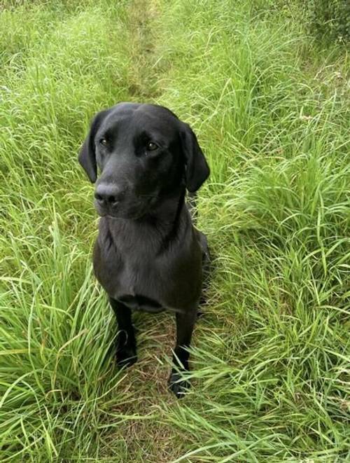 Black and yellow/white KC registered Labrador puppies for sale in Pulham Market, Norfolk - Image 5