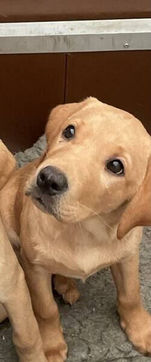 Child out yellow lab pup Kc. Health tested parents for sale in Michelmersh, Hampshire - Image 1