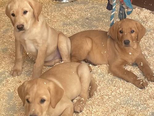 Child out yellow lab pup Kc. Health tested parents for sale in Michelmersh, Hampshire - Image 2