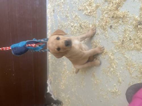 Child out yellow lab pup Kc. Health tested parents for sale in Michelmersh, Hampshire - Image 3