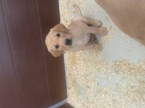 Child out yellow lab pup Kc. Health tested parents for sale in Michelmersh, Hampshire - Image 4