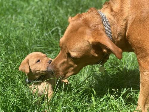 Red Fox Pedigree Labrador Pups for Sale in Leicester Area for sale in Leicester, Leicestershire - Image 1