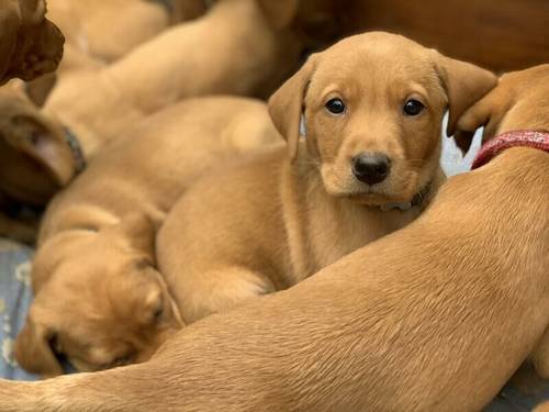 Red Fox Pedigree Labrador Pups for Sale in Leicester Area for sale in Leicester, Leicestershire - Image 2