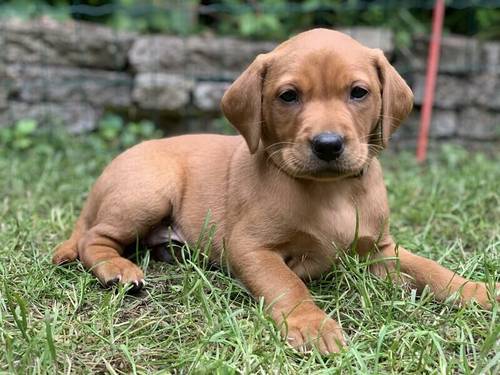 Red Fox Pedigree Labrador Pups for Sale in Leicester Area for sale in Leicester, Leicestershire - Image 4