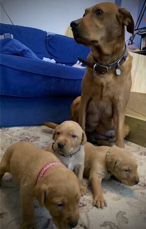 Red Fox Pedigree Labrador Pups for Sale in Leicester Area for sale in Leicester, Leicestershire - Image 5