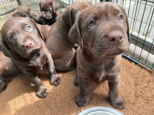 Working chocolate Labrador puppies for sale in Coventry, West Midlands - Image 1