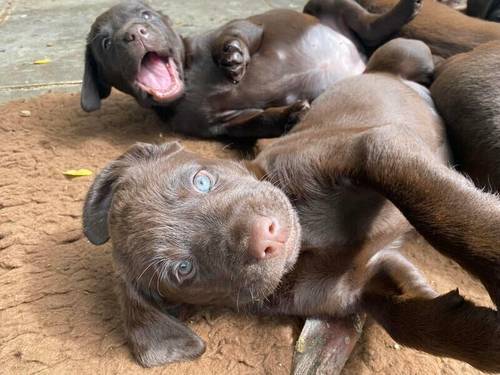 Working chocolate Labrador puppies for sale in Coventry, West Midlands - Image 3