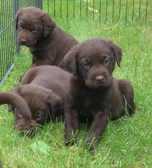 Working chocolate Labrador puppies for sale in Coventry, West Midlands - Image 5