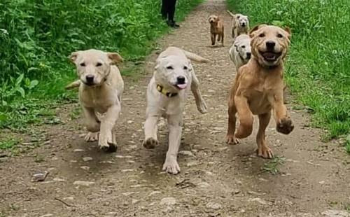 GOLDEN/FOX RED LABRADOR PUPPIES for sale in Spalding, Lincolnshire - Image 1