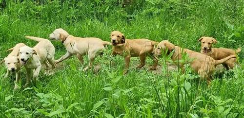 GOLDEN/FOX RED LABRADOR PUPPIES for sale in Spalding, Lincolnshire - Image 2