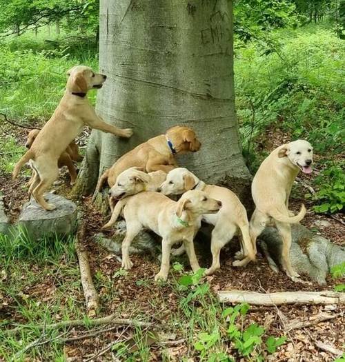 GOLDEN/FOX RED LABRADOR PUPPIES for sale in Spalding, Lincolnshire - Image 4