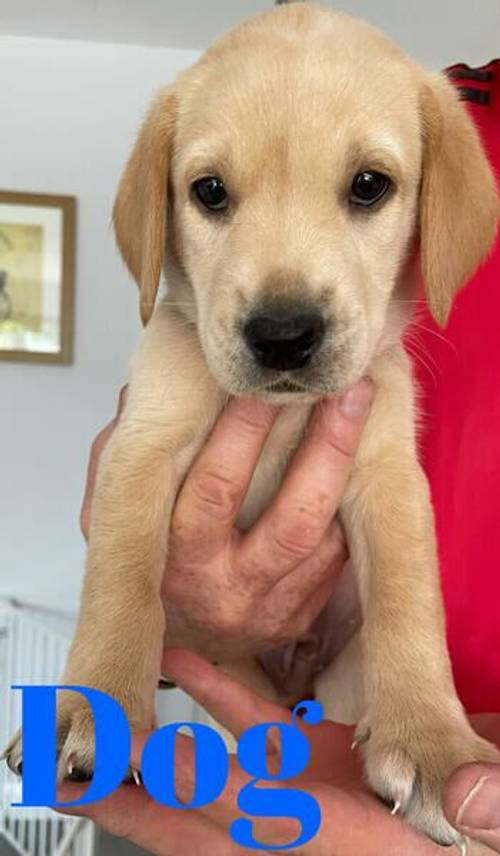 KC Registered Fox Red/Yellow Labrador Puppies for sale in Wakefield, West Yorkshire - Image 1