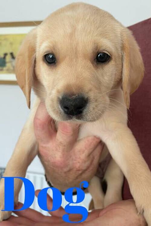 KC Registered Fox Red/Yellow Labrador Puppies for sale in Wakefield, West Yorkshire - Image 2