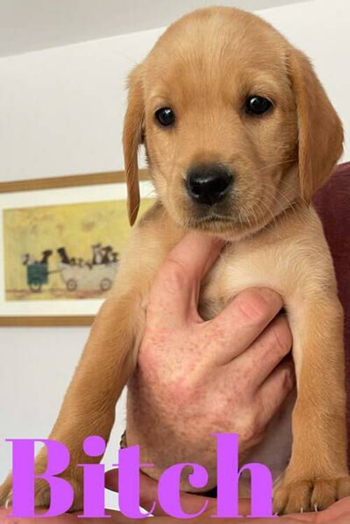 KC Registered Fox Red/Yellow Labrador Puppies for sale in Wakefield, West Yorkshire - Image 3