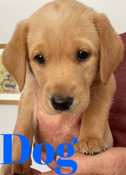 KC Registered Fox Red/Yellow Labrador Puppies for sale in Wakefield, West Yorkshire - Image 5