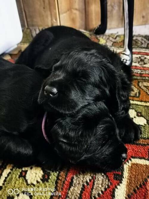 Labrador x labradoodle for sale in Worcester Park, Sutton, Greater London - Image 1