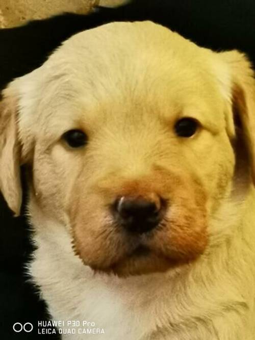 Labrador x labradoodle for sale in Worcester Park, Sutton, Greater London - Image 3