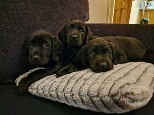 Black Labrador retrievers, Farm bred, working lines for sale in Gravesend, Hertfordshire - Image 1